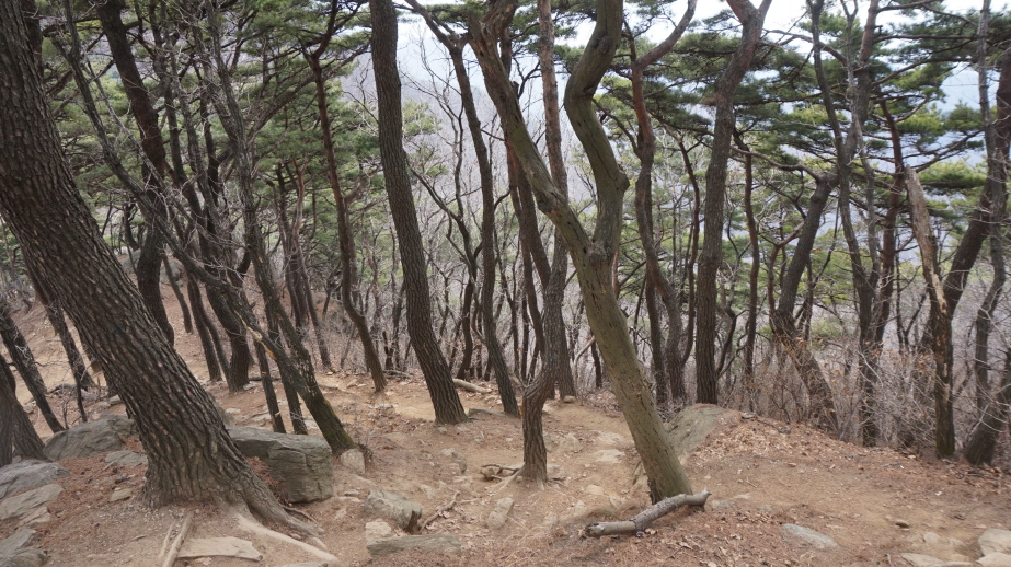 20170325청계산015.JPG