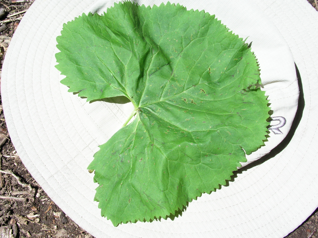 P1010010.JPG P1010010.JPG