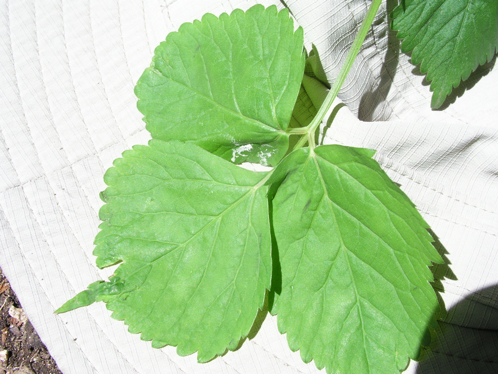 P1010012.JPG P1010012.JPG